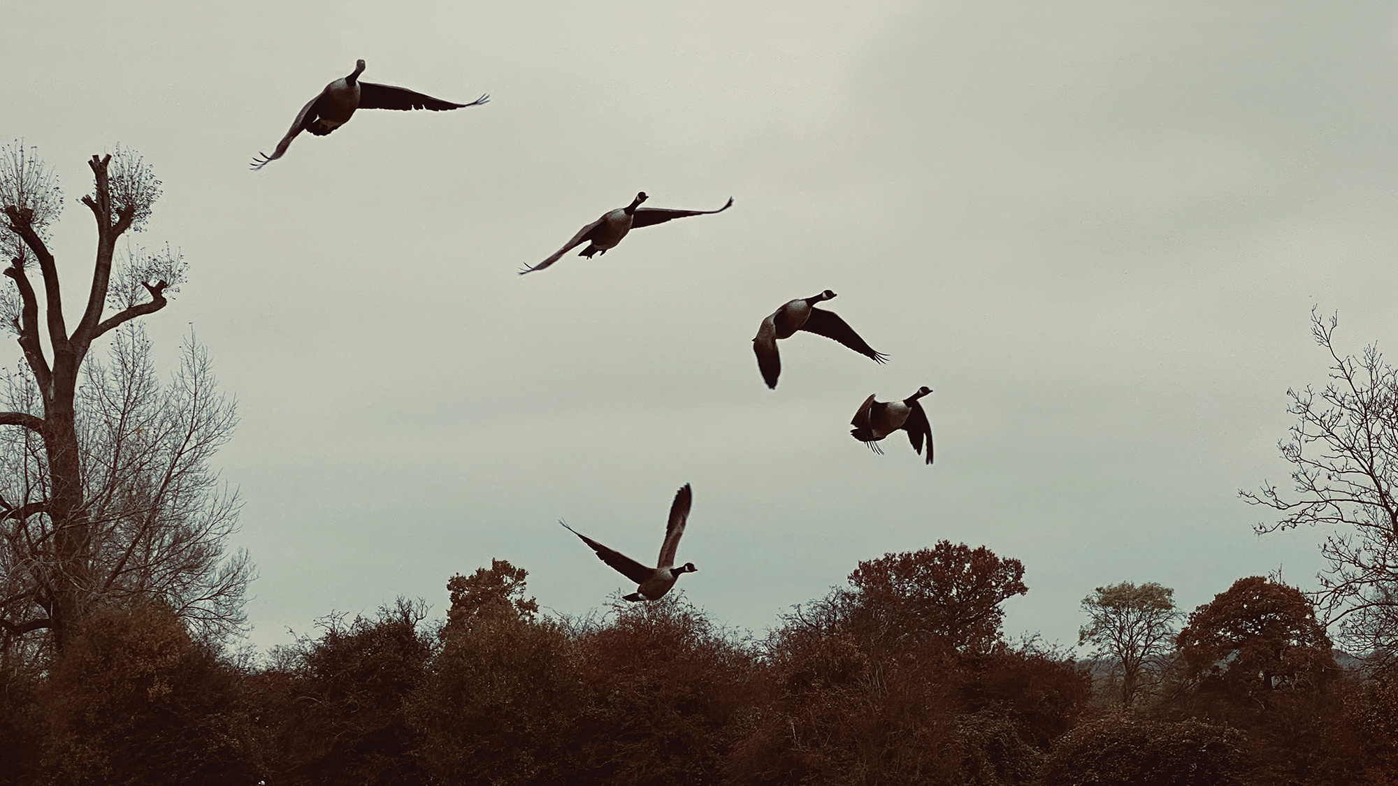 Geese, Port Meadow, Oxford by Rupert Spira  The Pathless Path of Simply Being article.jpg